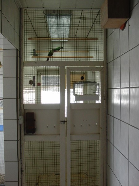 Grünwangen - Rotschwanzsittiche Grünwangen - Rotschwanzsittiche