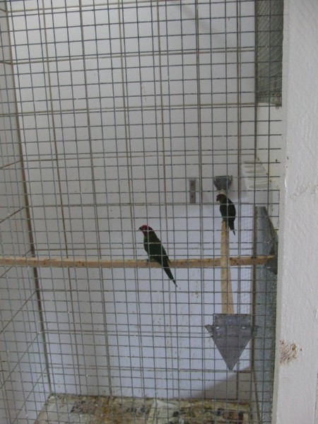 Veilchenloris Veilchenloris